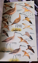 Load image into Gallery viewer, Golden | A Guide to Field Identification | Birds of North America