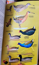 Load image into Gallery viewer, Golden | A Guide to Field Identification | Birds of North America
