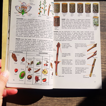 Load image into Gallery viewer, A Guide to Field Identification Trees of North America: A Golden Field Guide by C. Frank Brockman
