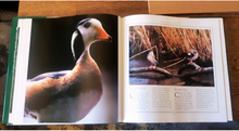 Load image into Gallery viewer, Ducks of the World by Janet Kear