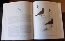 Load image into Gallery viewer, Waders of Southern Africa by Phil Hockey & Claire Douie