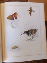 Load image into Gallery viewer, Waders of Southern Africa by Phil Hockey & Claire Douie