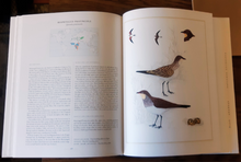 Load image into Gallery viewer, Waders of Southern Africa by Phil Hockey & Claire Douie