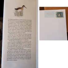 Load image into Gallery viewer, Waders of Southern Africa by Phil Hockey & Claire Douie