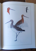 Load image into Gallery viewer, Waders of Southern Africa by Phil Hockey & Claire Douie