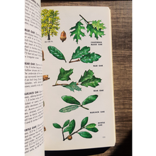 Load image into Gallery viewer, A Guide to Field Identification Trees of North America: A Golden Field Guide by C. Frank Brockman