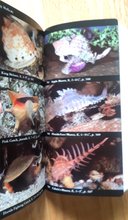 Load image into Gallery viewer, Audubon Society Field Guide to North American Seashells - 1986 - with Book Jacket