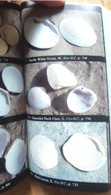 Load image into Gallery viewer, Audubon Society Field Guide to North American Seashells - 1986 - with Book Jacket