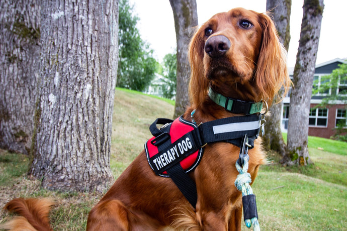Woof! From Water Rescue to Therapy Work, Here Are 22 Amazing Dog Jobs