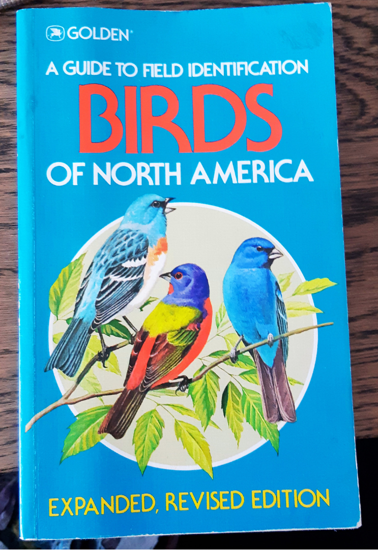 Golden | A Guide to Field Identification | Birds of North America