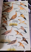 Load image into Gallery viewer, Golden | A Guide to Field Identification | Birds of North America
