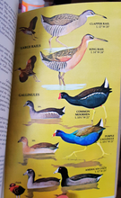 Load image into Gallery viewer, Golden | A Guide to Field Identification | Birds of North America
