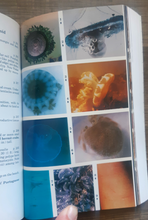 Load image into Gallery viewer, Coral Reefs &amp; Southeastern and Caribbean Seashores: Set of 2 Vintage Peterson Field Guides
