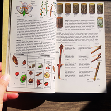 Load image into Gallery viewer, A Guide to Field Identification Trees of North America: A Golden Field Guide by C. Frank Brockman
