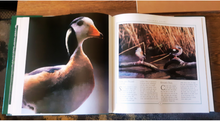 Load image into Gallery viewer, Ducks of the World by Janet Kear
