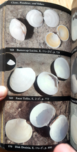 Load image into Gallery viewer, Audubon Society Field Guide to North American Seashells - 1986 - with Book Jacket
